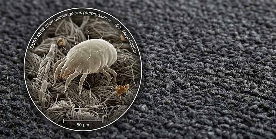 Акари в тъканта на килим